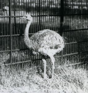 Egy fiatal Darwin/Lesser Rhea füvön áll, a londoni állatkert kerítése mellett alkotó: Frederick William Bond