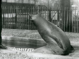 Egy fiatal elefántfóka hátrafelé nyúl, Londoni Állatkert alkotó: Frederick William Bond
