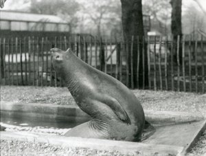 Egy fiatal elefántfóka hátrafelé nyúlva, a londoni állatkertben alkotó: Frederick William Bond