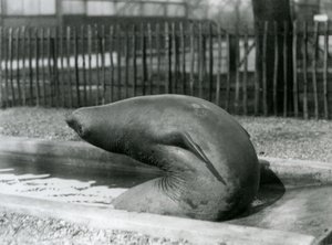 Egy fiatal elefántfóka hátrafelé nyúlva, a londoni állatkertben alkotó: Frederick William Bond