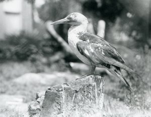 Egy fiatal Gannet egy fatönkön áll a londoni állatkertben 1929-ben (f/w fotó) alkotó: Frederick William Bond