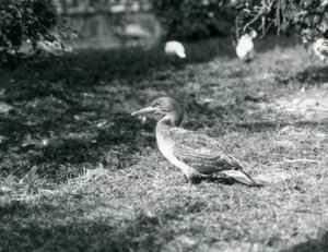 Egy fiatal Gannet a füvön állt a londoni állatkertben 1927 szeptemberében alkotó: Frederick William Bond
