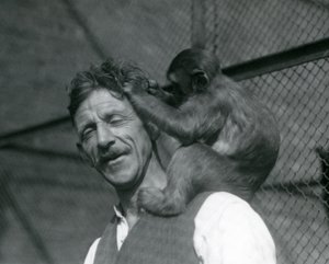 Egy fiatal majom, aki ápolja Flewin haját, Londoni Állatkert 1928 (f/w fotó) alkotó: Frederick William Bond