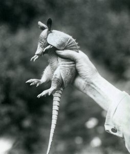 Fiatal kilencsávos tatu Kilencsávos, hosszú orrú tatu őr kezében tartva, Londoni Állatkert, 1926. augusztus alkotó: Frederick William Bond