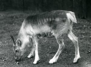 Egy fiatal rénszarvas a londoni állatkertben, 1925 alkotó: Frederick William Bond