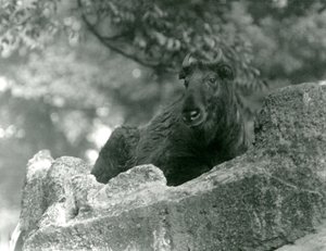 Egy fiatal Takin, más néven szarvasmarha zerge vagy Gnu kecske, egy sziklán pihen, Londoni Állatkert, 1924. június alkotó: Frederick William Bond
