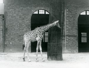 Fiatal nőstény zsiráf áll egy fa előtt, a londoni állatkert Zsiráfháza előtti karámban alkotó: Frederick William Bond