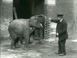 Fiatal nőstény indiai elefánt Keeper H. Robertsonnal, a londoni állatkertben, 1922. február 22. alkotó: Frederick William Bond