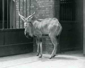 Egy fiatal hím Greater Kudu a londoni állatkert kikertjében áll 1929-ben (f/w fotó) alkotó: Frederick William Bond