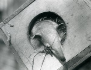 Egy fiatal tamandua kukucskál elő fészkelődobozából, a Londoni Állatkertből, 1925. április alkotó: Frederick William Bond