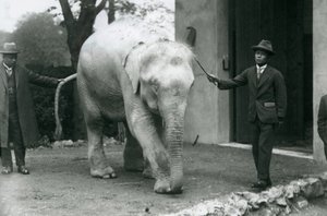 AlbinoWhite burmai elefántpawah kísérőkkel, köztük Dr. Saw Po Minnel, Londoni Állatkert, 1926. május alkotó: Frederick William Bond