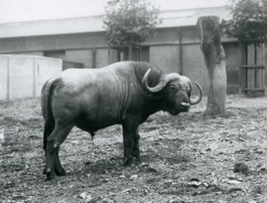 Egy afrikai bivaly vagy Cape Buffalo, aki a karámjában áll a londoni állatkertben, 1927 alkotó: Frederick William Bond