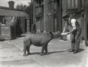 Egy afrikai orrszarvú, Kathlene és Harry Warryck állattartó a ZSL Londoni Állatkertben, 1928. szeptember alkotó: Frederick William Bond