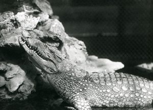 Egy amerikai aligátor egy medencében pihen, és felnéz a sziklákra a medence szélén, London Zoo alkotó: Frederick William Bond