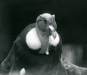 Egy andoki kondor a londoni állatkertben 1926-ban alkotó: Frederick William Bond