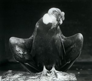 Egy andoki kondor egy rönkön nyugszik, Londoni Állatkert, 1925 alkotó: Frederick William Bond