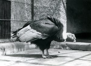 Egy andoki keselyű állt a londoni állatkert kifutójának padlóján 1925 júliusában alkotó: Frederick William Bond