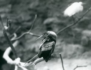 Egy Anhinga amerikai DarterSnakebirdWater Turkey egy ágon ül a londoni állatkertben 1927 szeptemberében alkotó: Frederick William Bond