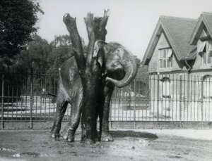 Egy ázsiai elefánt vakarózik a füle mögött a karmolóoszlopon, annak kifutójában, Londoni Állatkertben alkotó: Frederick William Bond