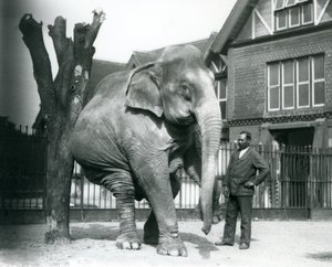 Egy ázsiai elefánt vakarja magát egy halott fához, miközben három lábon egyensúlyoz, trénerével, Syed Alival a Londoni Állatkertben alkotó: Frederick William Bond