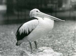 Egy ausztrál pelikán egy kövön áll a londoni állatkertben 1929-ben (f/w fotó) alkotó: Frederick William Bond