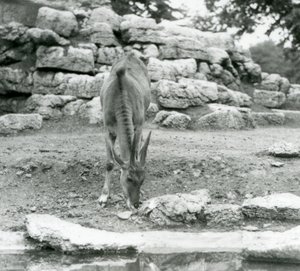 Egy Eland a londoni állatkert Antilop Paddockjában legelészett 1929-ben (f/w fotó) alkotó: Frederick William Bond