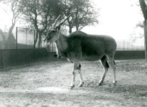 Egy Eland a londoni állatkert karámjában 1925 júniusában alkotó: Frederick William Bond