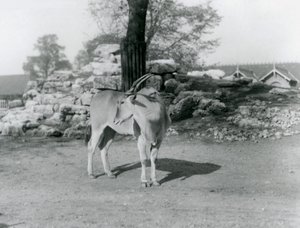 Egy Eland a londoni állatkert karámjában állt 1929-ben (f/w fotó) alkotó: Frederick William Bond
