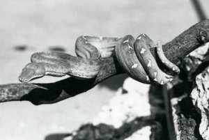 Egy smaragdfa boa, testével egy ág mentén feltekeredve, Londoni Állatkert, 1928. október (f/w fotó) alkotó: Frederick William Bond