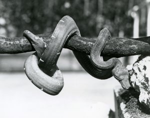 Egy smaragdfa boa, testével egy vízszintes ág mentén feltekeredve a föld felé néz, Londoni Állatkert, 1928. október (f/w fotó) alkotó: Frederick William Bond