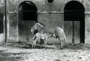 Egy veszélyeztetett Grevy birodalmi zebrája 1927 augusztusában a londoni állatkert karámjában áll és eteti 4 napos csikóját. alkotó: Frederick William Bond
