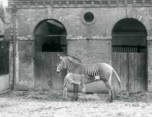 Egy veszélyeztetett Grevys Imperial Zebra állva eteti csikóját a londoni állatkert karámjában 1927-ben alkotó: Frederick William Bond