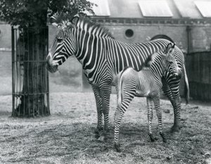 Egy veszélyeztetett Grevy birodalmi zebrája 4 napos csikójával a londoni állatkert karámjában állt 1927 augusztusában alkotó: Frederick William Bond