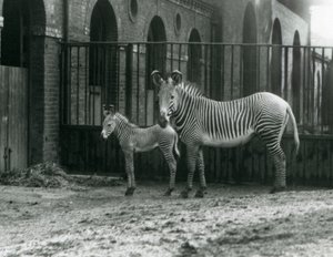 Egy veszélyeztetett Grevy birodalmi zebrája 4 napos csikójával a londoni állatkert karámjában állt 1927 augusztusában alkotó: Frederick William Bond