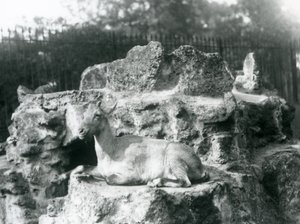 Egy himalájai kőszáli kecske, aki egy sziklapárkányon pihen a londoni állatkertben, 1927 augusztusában alkotó: Frederick William Bond