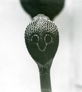 Egy indiai szemüveges ázsiai binocellás kobra emelt fejjel és kiszélesedő kapucnival, Londoni Állatkert, 1925. október alkotó: Frederick William Bond