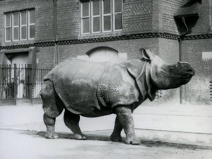 Egy indiai orrszarvú a londoni állatkertben, 1927 alkotó: Frederick William Bond