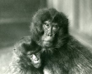 Egy felnőtt és fiatal Gelada vérző szívmajom a londoni állatkertben 1925 januárjában alkotó: Frederick William Bond