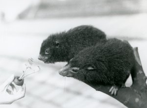 Egy felnőtt és fiatal Western Tree Hyrax egy ágon ül, és egy sárgarépa tetejéhez hajol, amelyet megehetnek, London Zoo alkotó: Frederick William Bond
