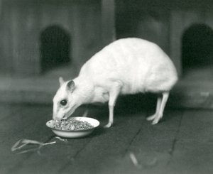 Egy albínó jávai Chevrotain jávai egérszarvas evett egy tálból a londoni állatkertben 1926-ban alkotó: Frederick William Bond