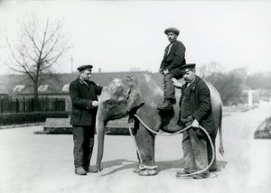 Egy kis indiai elefánt Keepers A. Church és H. Robertson társaságában a londoni állatkertben, 1922. június alkotó: Frederick William Bond