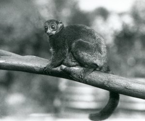 Egy veszélyeztetett Coquerel óriás egérmaki/Coquerel törpe maki/Déli óriás egérmaki, egy ágon pihen a Londoni Állatkertben, 1929. október (f/w fotó) alkotó: Frederick William Bond