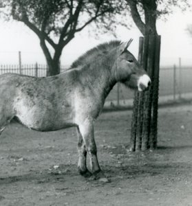 Egy veszélyeztetett Przewalskis vadló a londoni állatkert karámjában áll, 1927. október alkotó: Frederick William Bond