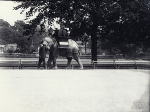 Ázsiai elefánt, „Jessie” két hölgyet és egy gyereket lovagol meg, miközben egy állattartó vezeti a londoni állatkertben, 1914. május alkotó: Frederick William Bond