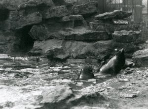 Kaliforniai oroszlánfókák jéggel a medencéjükön, a londoni állatkert alkotó: Frederick William Bond