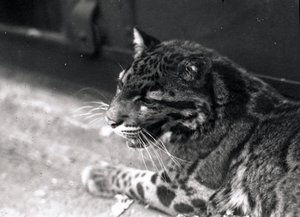 Felhős leopárd, 1922 alkotó: Frederick William Bond