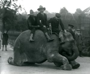 Cowboyok és edző nőstény indiai elefánttal, Sundermalah-val a londoni állatkert látogatása során 1924-ben alkotó: Frederick William Bond