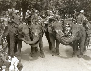 Elefántlovaglás a Londoni Állatkertben, 1936. július alkotó: Frederick William Bond