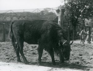 Julia európai bölény füvet eszik karámjában, a londoni állatkertben, 1926. augusztus 12. alkotó: Frederick William Bond