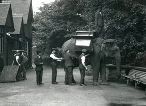 Indiarani nőstény ázsiai elefántot nyerget szerelnek az állattartók az elefántház északi oldalán. Londoni Állatkert, 1920. augusztus alkotó: Frederick William Bond